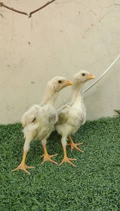 white shamo chicks for sale