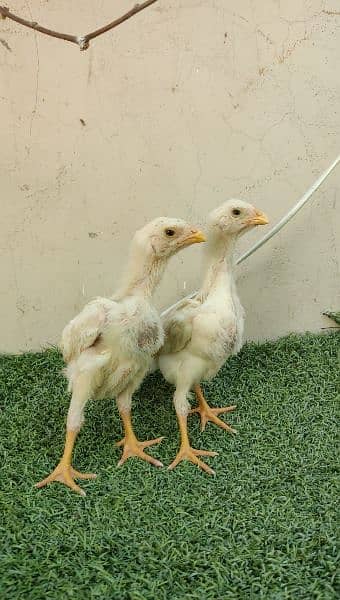 white shamo chicks for sale 0