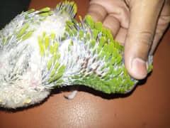 all parrot chicks are available 0