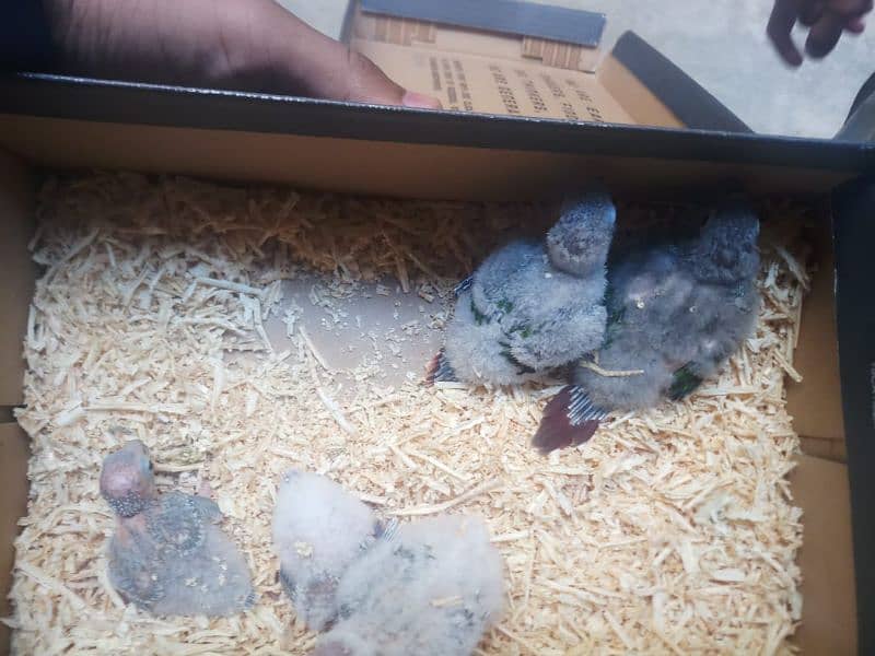all parrot chicks are available 1