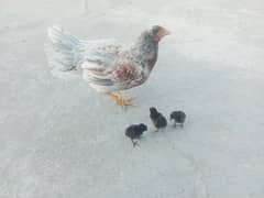 gray aseel hen and white cheena chicks pathiyan