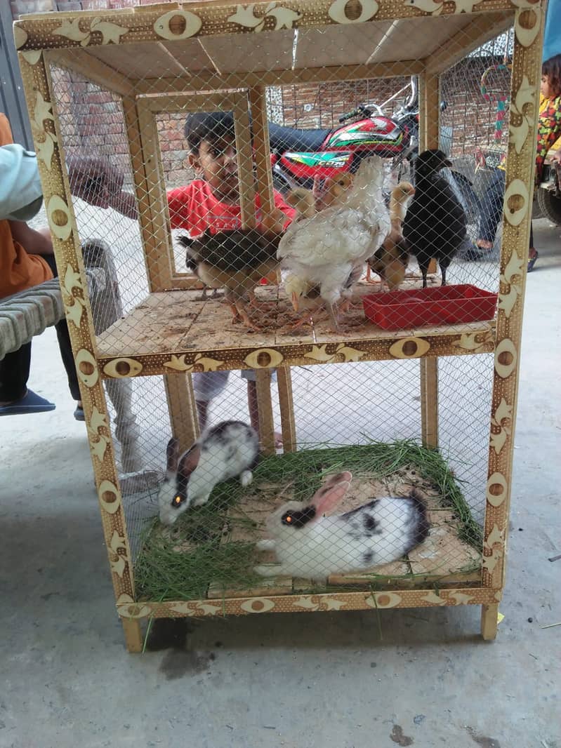 2 RABBIT 10 GOLDEN CHICKS WITH DOUBLE CAGE 0