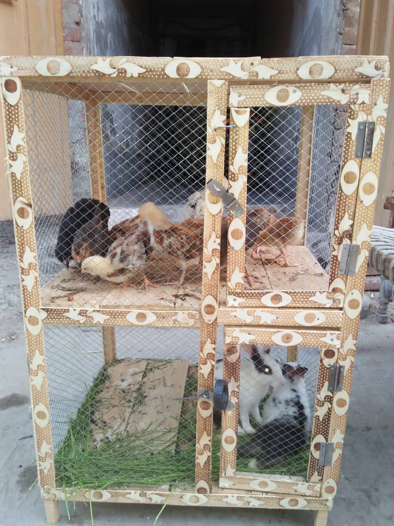 2 RABBIT 10 GOLDEN CHICKS WITH DOUBLE CAGE 1