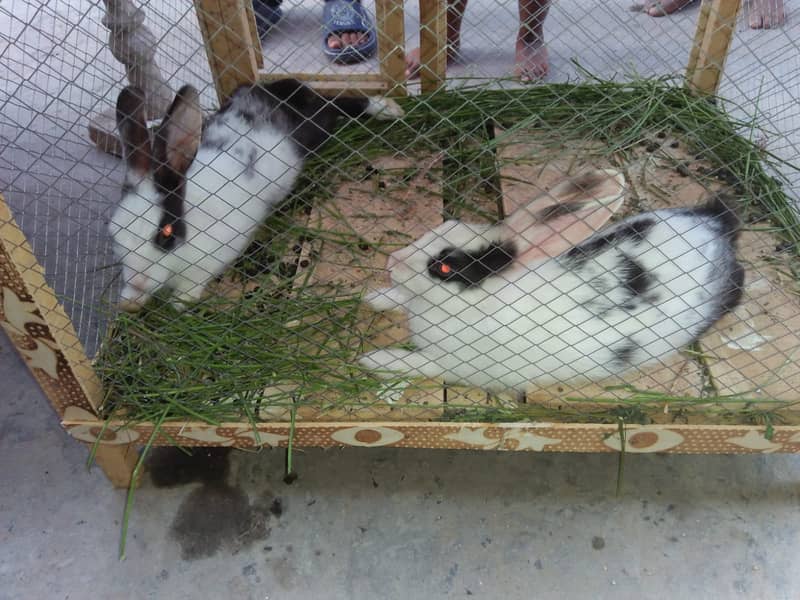 2 RABBIT 10 GOLDEN CHICKS WITH DOUBLE CAGE 3