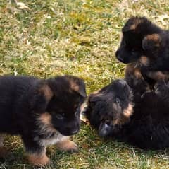 German shepherd puppies available 03062766191 Whattsapp Contact