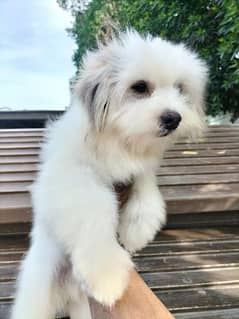 Shih tzu Dog puppies for sale