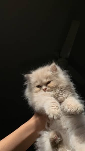Pure Persian kittens 1