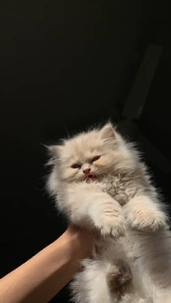 Pure Persian kittens 2