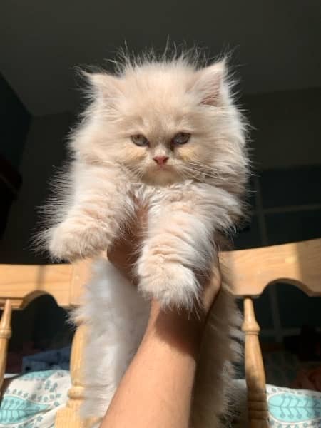 Pure Persian kittens 5