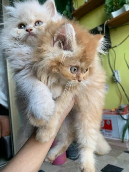 Pure Persian kittens 15