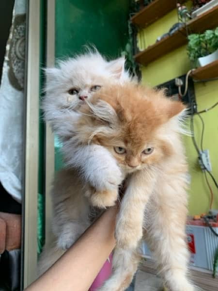 Pure Persian kittens 16