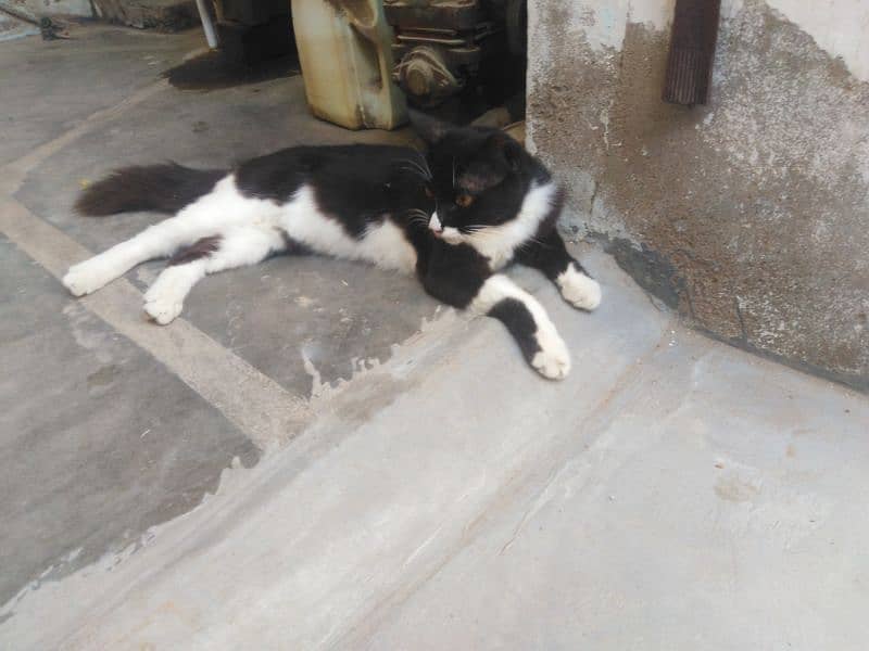 persion cat for sale 2