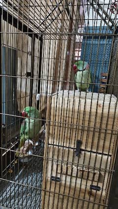 Talking Parrot Pair For Sale