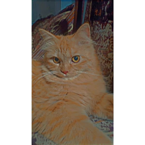 Persian female cat 2
