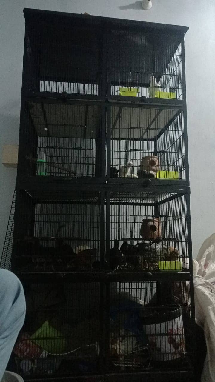 birds cages/ cage / iron cage 1