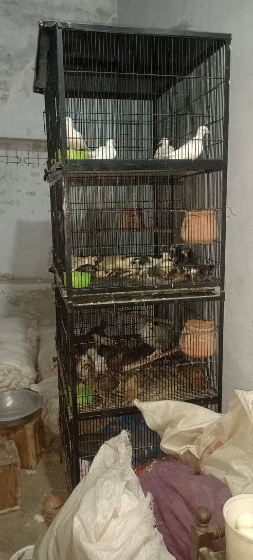 birds cages/ cage / iron cage 3