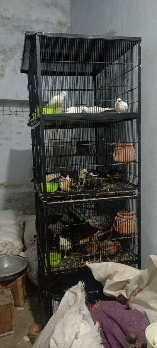 birds cages/ cage / iron cage 4