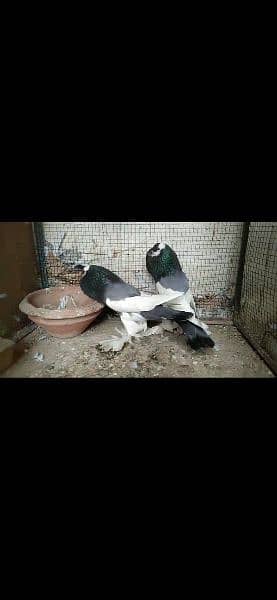 megpai pouter fantail frill all Pigeon avl 1
