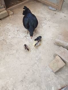 Aseel Murghi aur 3 chicks