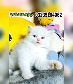odd eyes white Persian triple long coated kitten | Persian cat babes