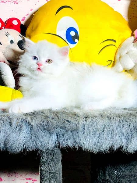 extreme punch face triple long coated Persian kitten | cat babes 6