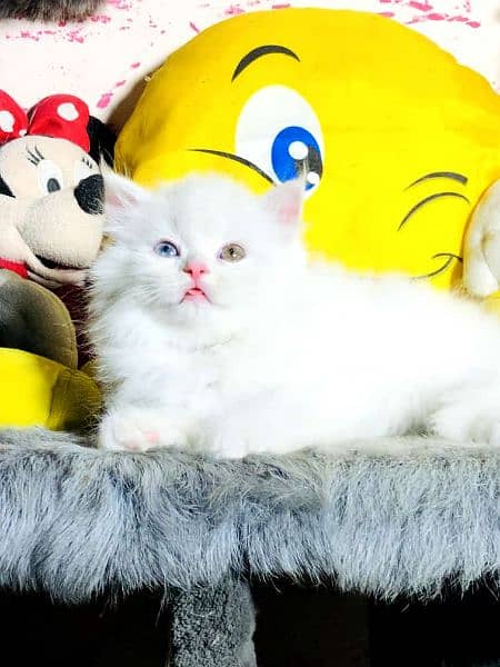 extreme punch face triple long coated Persian kitten | cat babes 7