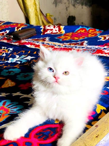 extreme punch face triple long coated Persian kitten | cat babes 9