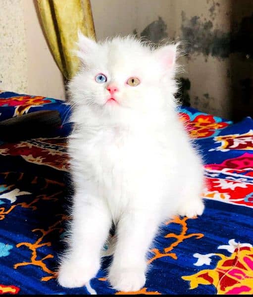 extreme punch face triple long coated Persian kitten | cat babes 10
