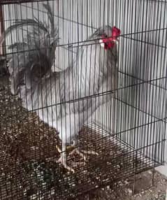 Araucana Male chicken