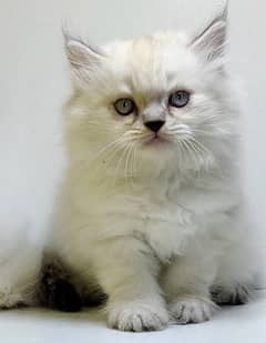 High quality persian kittens / Punched faced kittens/ Kittens for sale