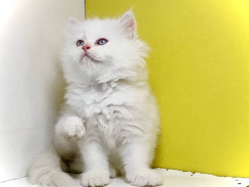 High quality persian kittens / Punched faced kittens/ Kittens for sale 3