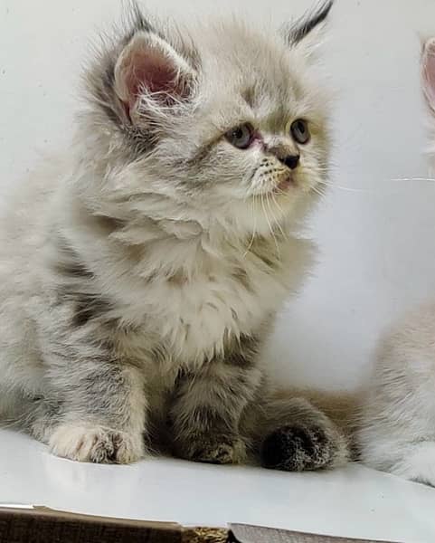 High quality persian kittens / Punched faced kittens/ Kittens for sale 4