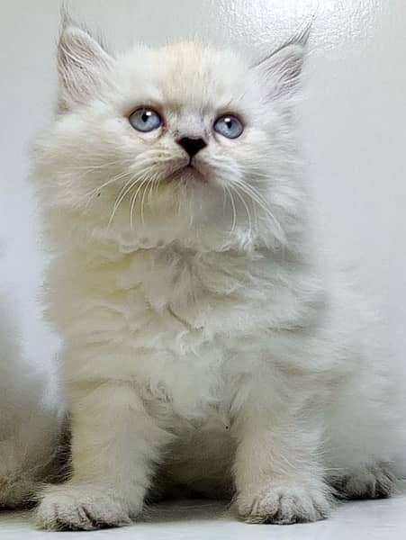 High quality persian kittens / Punched faced kittens/ Kittens for sale 5
