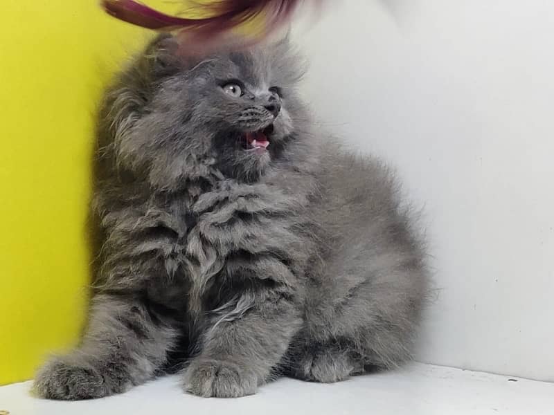 High quality persian kittens / Punched faced kittens/ Kittens for sale 6