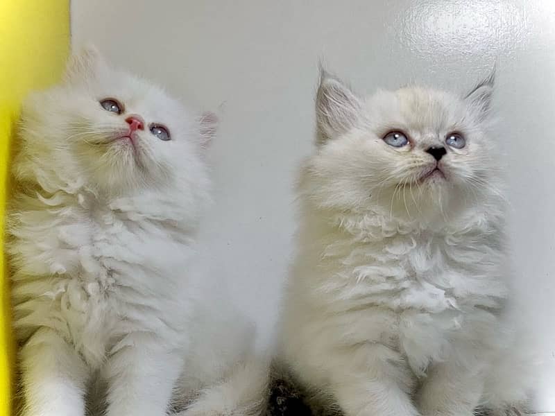 High quality persian kittens / Punched faced kittens/ Kittens for sale 7