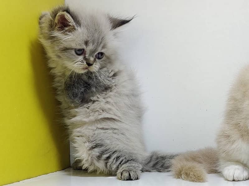 High quality persian kittens / Punched faced kittens/ Kittens for sale 8