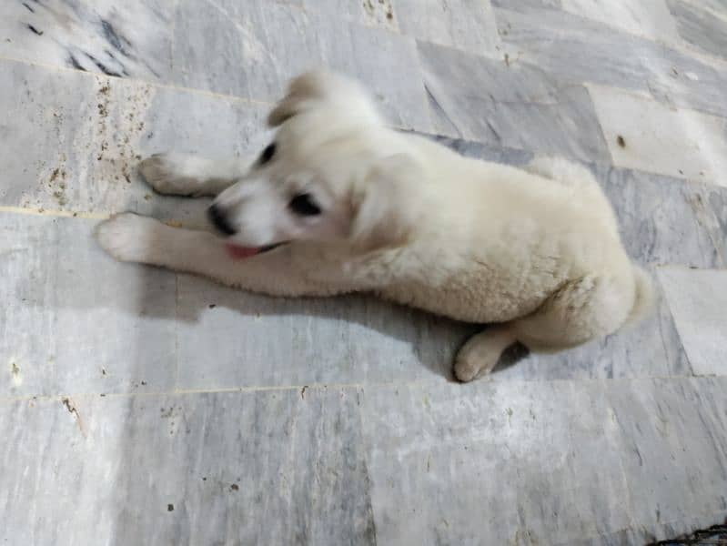 American cannel puppy 2.5 months age urgent sale 0