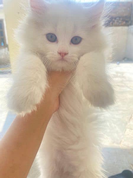 Persian triple coated kittens 2