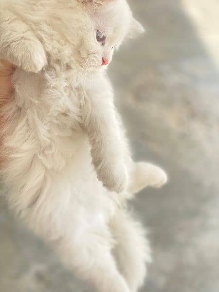 Persian triple coated kittens 4