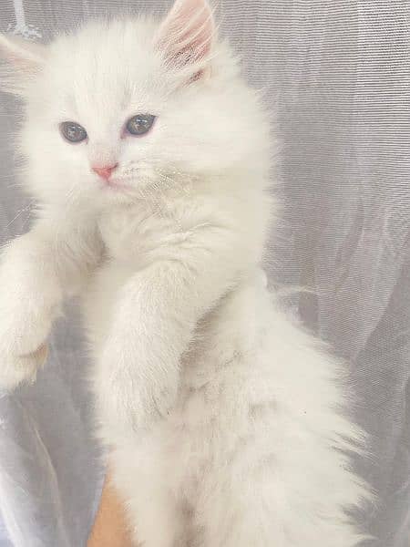 Persian triple coated kittens 15
