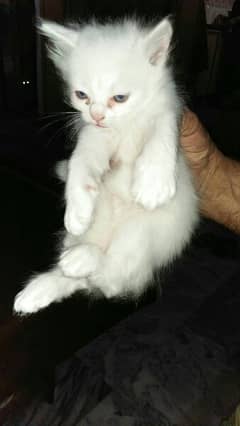 Persian cat 1 month age 0