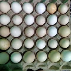 Dasi eggs RS 30 fresh eggs for sale WhatsApp no(03152135489) 0
