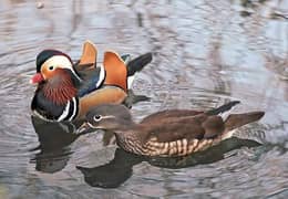 Mandarin Duck Pair For Sale  All Type Birds Parrot Available