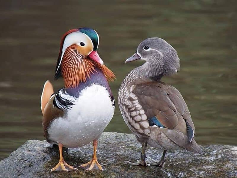 Mandarin Duck Pair For Sale  All Type Birds Parrot Available 1