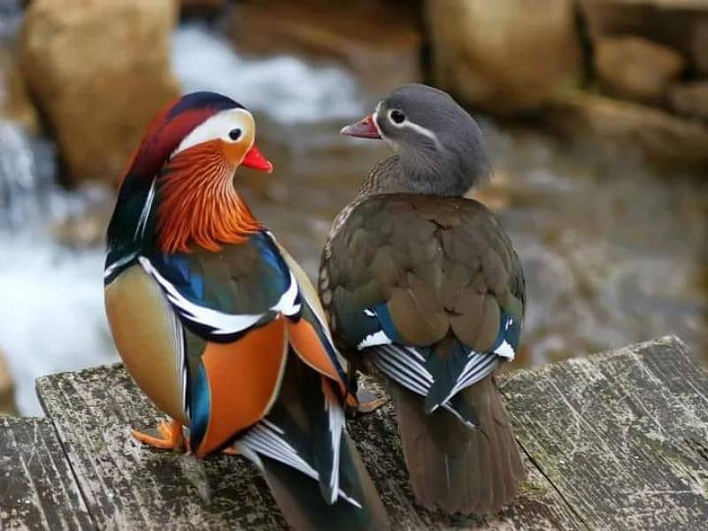 Mandarin Duck Pair For Sale  All Type Birds Parrot Available 2