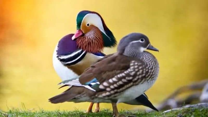 Mandarin Duck Pair For Sale  All Type Birds Parrot Available 3