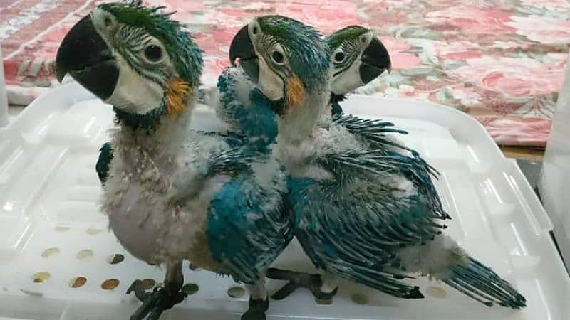 Mandarin Duck Pair For Sale  All Type Birds Parrot Available 6