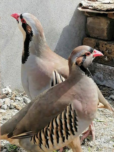 Mandarin Duck Pair For Sale  All Type Birds Parrot Available 7