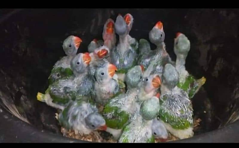 Mandarin Duck Pair For Sale  All Type Birds Parrot Available 11