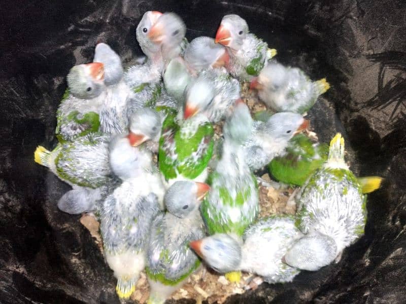 Mandarin Duck Pair For Sale  All Type Birds Parrot Available 13